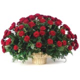 Корзина из 51 красной розы №187